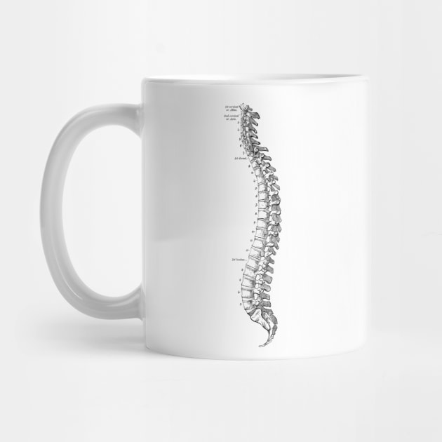 Human Body - Spine by be yourself. design